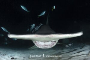 Great Hammerhead Shark, Sphyrna mokarran. The largest species of hammerhead shark attaining lengths of up to 6m. South Bimini Island, Bahamas, Caribbean Sea.
