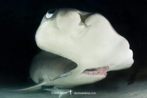 Great Hammerhead Shark, Sphyrna mokarran. The largest species of hammerhead shark attaining lengths of up to 6m. South Bimini Island, Bahamas, Caribbean Sea.