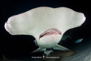 Great Hammerhead Shark, Sphyrna mokarran. The largest species of hammerhead shark attaining lengths of up to 6m. South Bimini Island, Bahamas, Caribbean Sea.