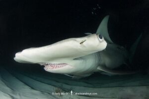 Great Hammerhead Shark, Sphyrna mokarran. The largest species of hammerhead shark attaining lengths of up to 6m. South Bimini Island, Bahamas, Caribbean Sea.