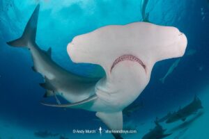 Great Hammerhead Shark, Sphyrna mokarran. The largest species of hammerhead shark attaining lengths of up to 6m. South Bimini Island, Bahamas, Caribbean Sea.