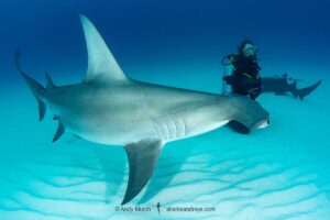 Great Hammerhead Shark, Sphyrna mokarran. The largest species of hammerhead shark attaining lengths of up to 6m. South Bimini Island, Bahamas, Caribbean Sea.