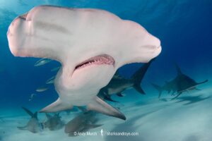 Great Hammerhead Shark, Sphyrna mokarran. The largest species of hammerhead shark attaining lengths of up to 6m. South Bimini Island, Bahamas, Caribbean Sea.