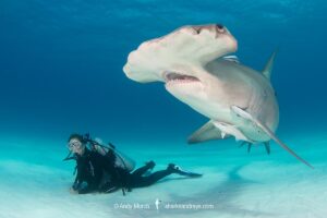 Great Hammerhead Shark, Sphyrna mokarran. The largest species of hammerhead shark attaining lengths of up to 6m. South Bimini Island, Bahamas, Caribbean Sea.