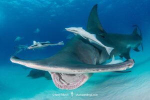 Great Hammerhead Shark, Sphyrna mokarran. The largest species of hammerhead shark attaining lengths of up to 6m. South Bimini Island, Bahamas, Caribbean Sea.