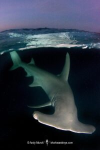 Great Hammerhead Shark, Sphyrna mokarran. The largest species of hammerhead shark attaining lengths of up to 6m. South Bimini Island, Bahamas, Caribbean Sea.