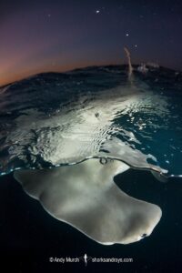 Great Hammerhead Shark, Sphyrna mokarran. The largest species of hammerhead shark attaining lengths of up to 6m. South Bimini Island, Bahamas, Caribbean Sea.