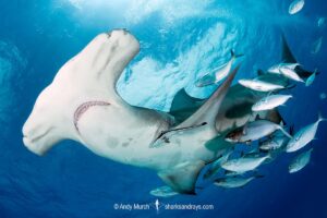 Great Hammerhead Shark, Sphyrna mokarran. The largest species of hammerhead shark attaining lengths of up to 6m. South Bimini Island, Bahamas, Caribbean Sea.