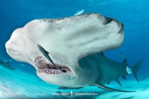 Great Hammerhead Shark, Sphyrna mokarran. The largest species of hammerhead shark attaining lengths of up to 6m. South Bimini Island, Bahamas, Caribbean Sea.