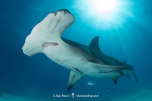 Great Hammerhead Shark, Sphyrna mokarran. The largest species of hammerhead shark attaining lengths of up to 6m. South Bimini Island, Bahamas, Caribbean Sea.