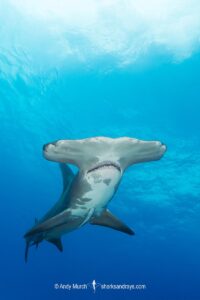 Great Hammerhead Shark, Sphyrna mokarran. The largest species of hammerhead shark attaining lengths of up to 6m. South Bimini Island, Bahamas, Caribbean Sea.
