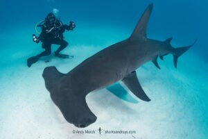 Great Hammerhead Shark, Sphyrna mokarran. The largest species of hammerhead shark attaining lengths of up to 6m. South Bimini Island, Bahamas, Caribbean Sea.