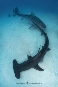 Great Hammerhead Shark, Sphyrna mokarran. The largest species of hammerhead shark attaining lengths of up to 6m. South Bimini Island, Bahamas, Caribbean Sea.