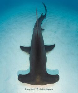 Great Hammerhead Shark, Sphyrna mokarran. The largest species of hammerhead shark attaining lengths of up to 6m. South Bimini Island, Bahamas, Caribbean Sea.