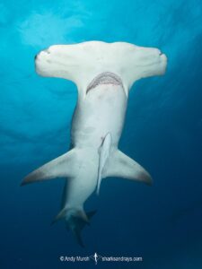 Great Hammerhead Shark, Sphyrna mokarran. The largest species of hammerhead shark attaining lengths of up to 6m. South Bimini Island, Bahamas, Caribbean Sea.