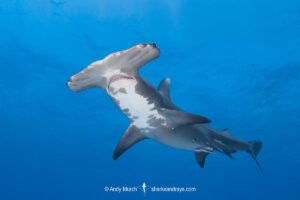 Great Hammerhead Shark, Sphyrna mokarran. The largest species of hammerhead shark attaining lengths of up to 6m. South Bimini Island, Bahamas, Caribbean Sea.
