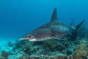 Great Hammerhead Shark, Sphyrna mokarran. The largest species of hammerhead shark attaining lengths of up to 6m. South Bimini Island, Bahamas, Caribbean Sea.