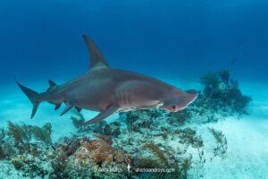 Great Hammerhead Shark, Sphyrna mokarran. The largest species of hammerhead shark attaining lengths of up to 6m. South Bimini Island, Bahamas, Caribbean Sea.