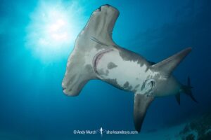 Great Hammerhead Shark, Sphyrna mokarran. The largest species of hammerhead shark attaining lengths of up to 6m. South Bimini Island, Bahamas, Caribbean Sea.