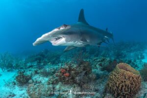 Great Hammerhead Shark, Sphyrna mokarran. The largest species of hammerhead shark attaining lengths of up to 6m. South Bimini Island, Bahamas, Caribbean Sea.