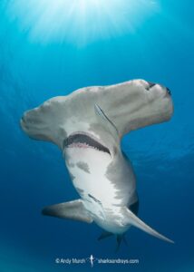 Great Hammerhead Shark, Sphyrna mokarran. The largest species of hammerhead shark attaining lengths of up to 6m. South Bimini Island, Bahamas, Caribbean Sea.