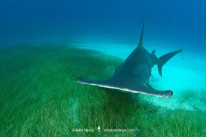 Great Hammerhead Shark, Sphyrna mokarran. The largest species of hammerhead shark attaining lengths of up to 6m. South Bimini Island, Bahamas, Caribbean Sea.