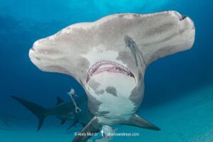Great Hammerhead Shark, Sphyrna mokarran. The largest species of hammerhead shark attaining lengths of up to 6m. South Bimini Island, Bahamas, Caribbean Sea.