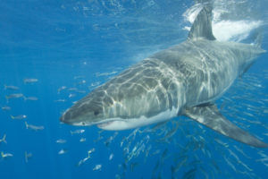 Great White Shark, Carcharodon carcharias, also known as the White Pointer, and White Death. Guadalupe Island, Baja, Mexico