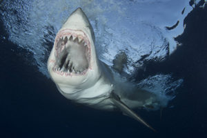 Great white shark, Carcharias carcharodon. Aka: white pointer, white death, landlord, man in the grey suit. Guadalupe Island, Mexico, Eastern Pacific.