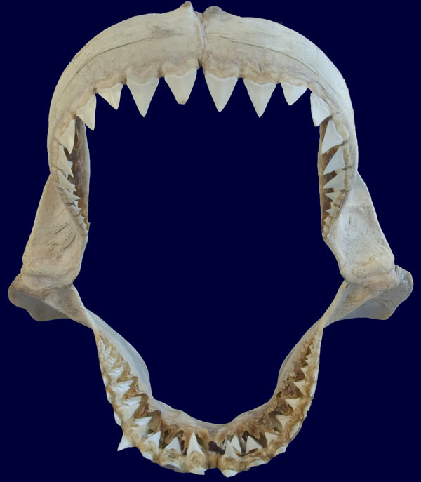 Great-white-jaws-blue-big | Sharks and Rays