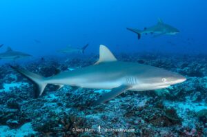 Grey Reef Shark, Carcharhinus amblyrhynchos.