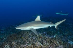 Grey Reef Shark, Carcharhinus amblyrhynchos.