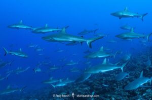 Grey Reef Shark, Carcharhinus amblyrhynchos.
