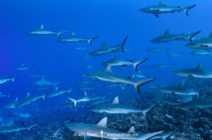 Grey Reef Shark, Carcharhinus amblyrhynchos.