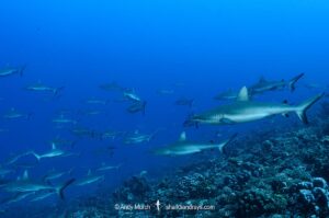 Grey Reef Shark, Carcharhinus amblyrhynchos.