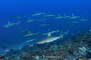 Grey Reef Shark, Carcharhinus amblyrhynchos.