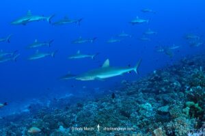 Grey Reef Shark, Carcharhinus amblyrhynchos.