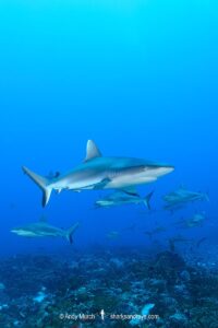 Grey Reef Shark, Carcharhinus amblyrhynchos.