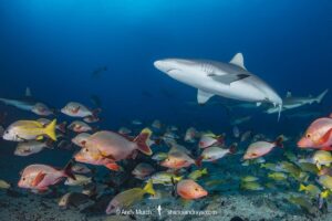 Grey Reef Shark, Carcharhinus amblyrhynchos.