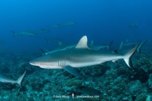Grey Reef Shark, Carcharhinus amblyrhynchos.