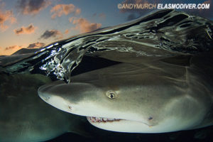 Lemon shark, Negaprion brevirostris, Northern Bahamas, Atlantic Ocean.