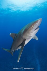 Oceanic Whitetip Shark, Carcharhinus longimanis. A circumtropical ocean wanderer. Cat Island, Bahamas.