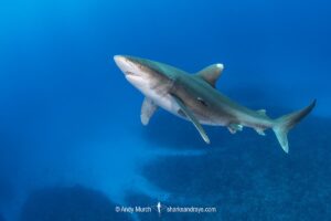 Oceanic Whitetip Shark, Carcharhinus longimanis. A circumtropical ocean wanderer. Cat Island, Bahamas.