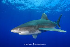 Oceanic Whitetip Shark, Carcharhinus longimanis. A circumtropical ocean wanderer. Cat Island, Bahamas.
