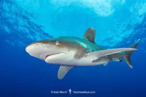 Oceanic Whitetip Shark, Carcharhinus longimanis. A circumtropical ocean wanderer. Cat Island, Bahamas.