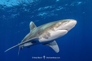 Oceanic Whitetip Shark, Carcharhinus longimanis. A circumtropical ocean wanderer. Cat Island, Bahamas.