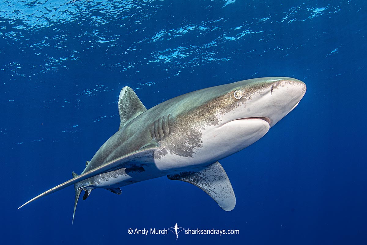 Oceanic Whitetip Shark 028 | Sharks and Rays