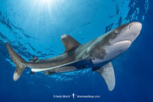 Oceanic Whitetip Shark, Carcharhinus longimanis. A circumtropical ocean wanderer. Cat Island, Bahamas.