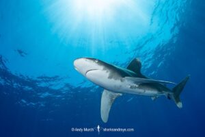 Oceanic Whitetip Shark, Carcharhinus longimanis. A circumtropical ocean wanderer. Cat Island, Bahamas.
