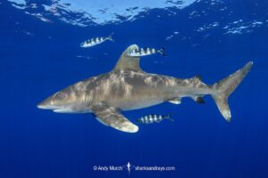 Oceanic Whitetip Shark, Carcharhinus longimanis. A circumtropical ocean wanderer. Cat Island, Bahamas.